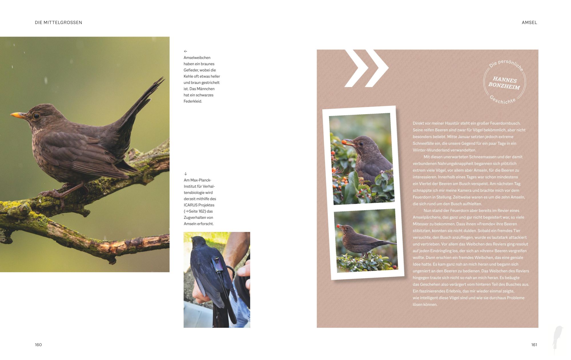 Bild: 9783967470796 | Die magische Welt unserer Vögel | Hannes Bonzheim (u. a.) | Buch
