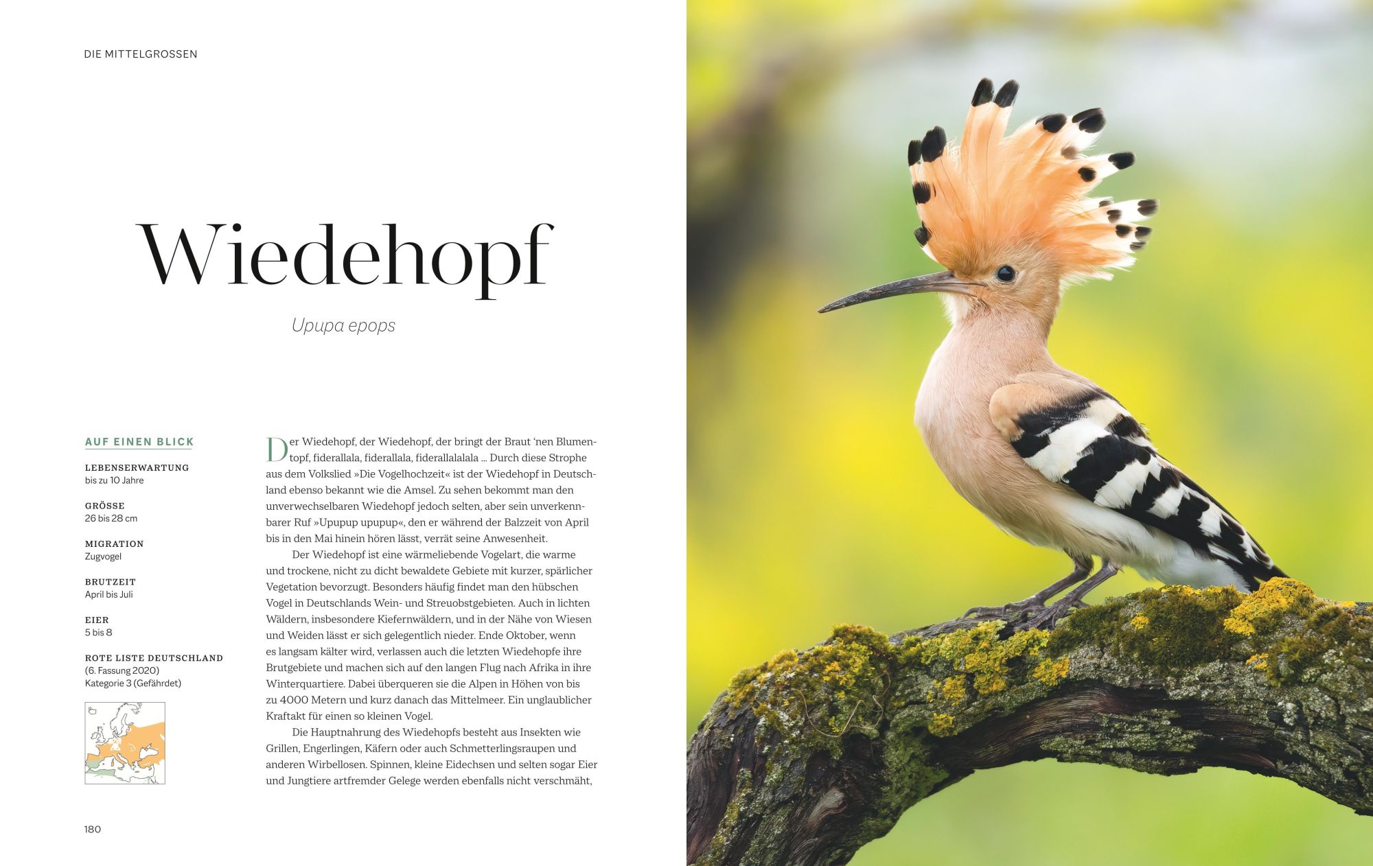 Bild: 9783967470796 | Die magische Welt unserer Vögel | Hannes Bonzheim (u. a.) | Buch