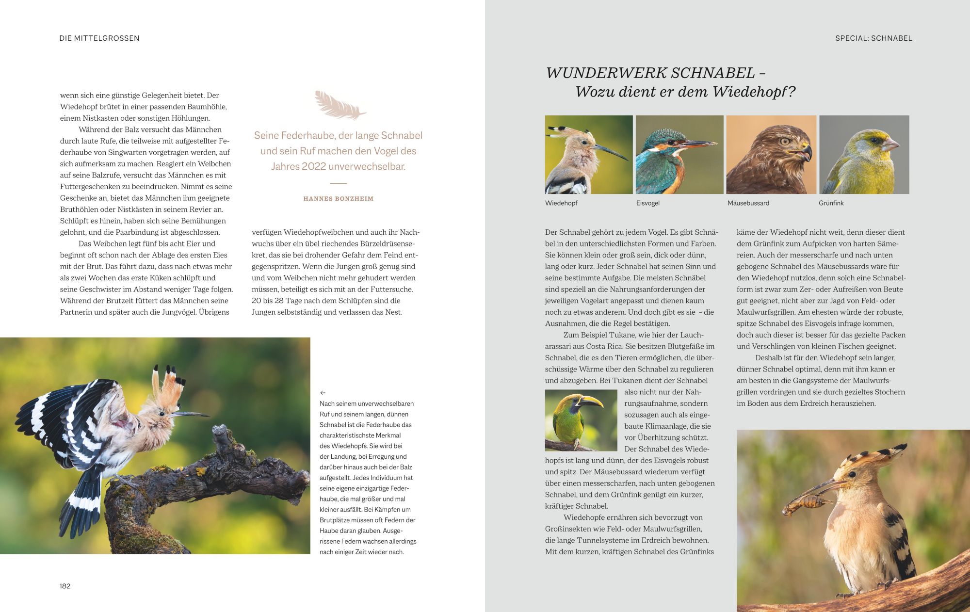 Bild: 9783967470796 | Die magische Welt unserer Vögel | Hannes Bonzheim (u. a.) | Buch