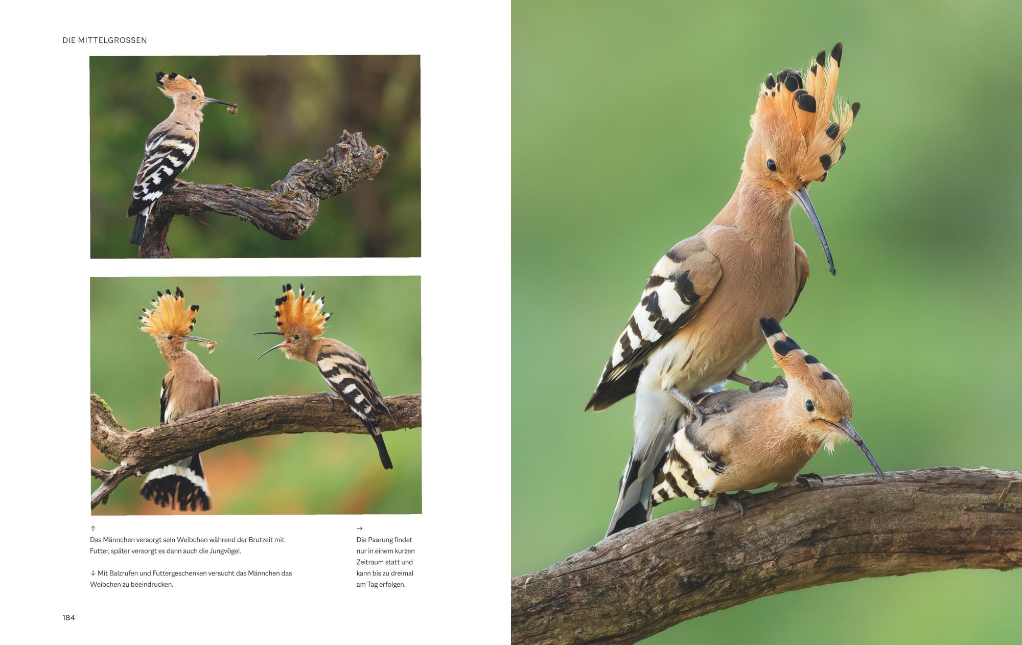 Bild: 9783967470796 | Die magische Welt unserer Vögel | Hannes Bonzheim (u. a.) | Buch