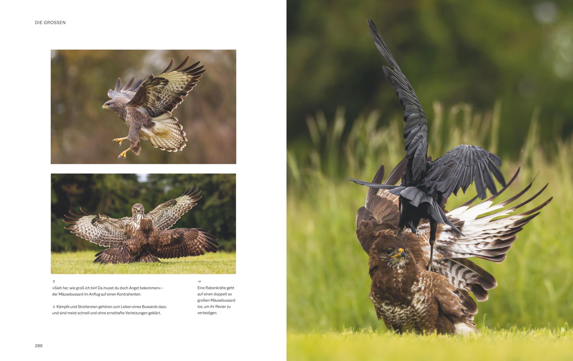 Bild: 9783967470796 | Die magische Welt unserer Vögel | Hannes Bonzheim (u. a.) | Buch