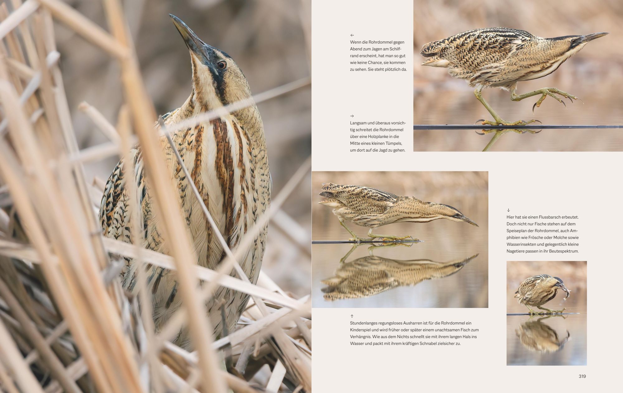 Bild: 9783967470796 | Die magische Welt unserer Vögel | Hannes Bonzheim (u. a.) | Buch