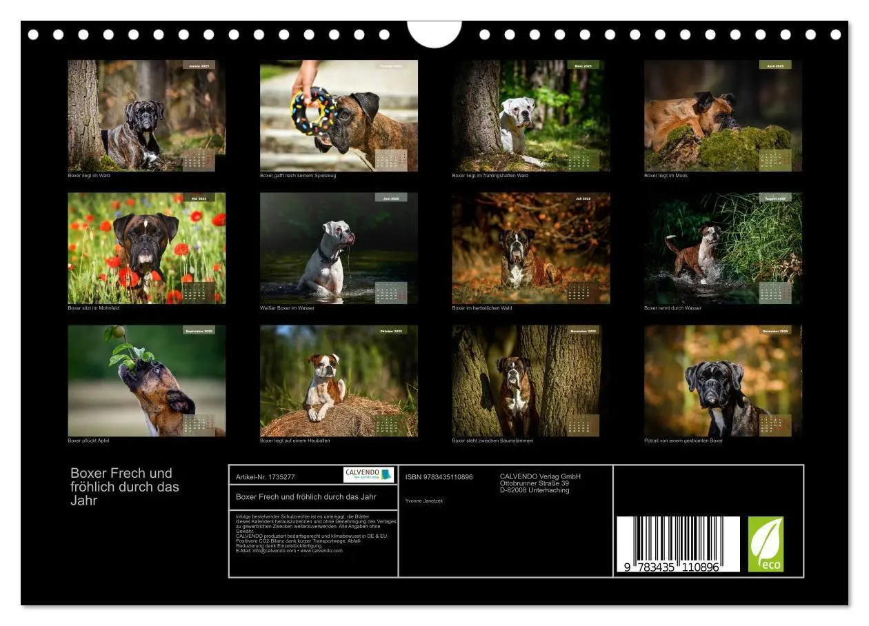 Bild: 9783435110896 | Boxer Frech und fröhlich durch das Jahr (Wandkalender 2025 DIN A4...