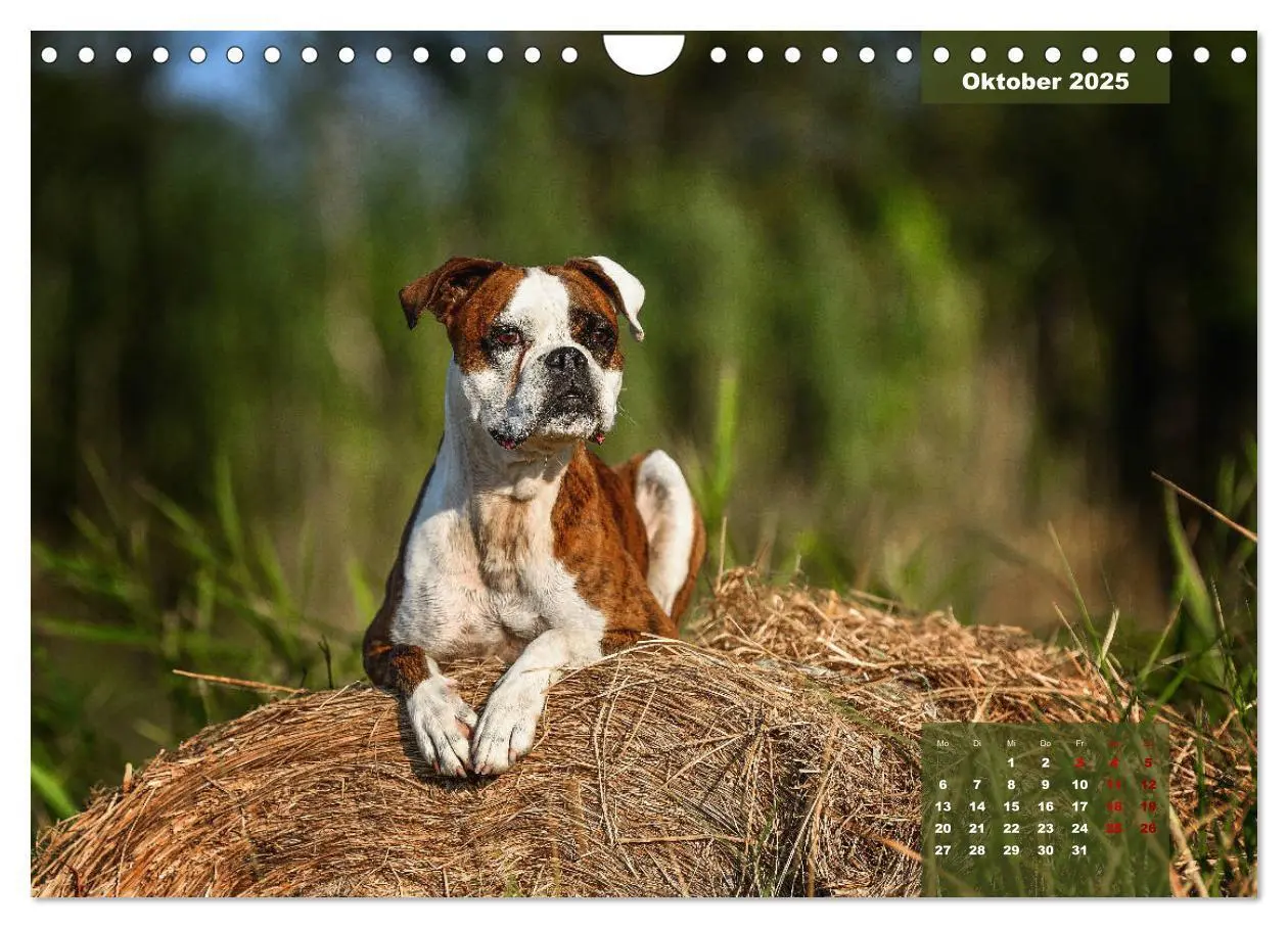 Bild: 9783435110896 | Boxer Frech und fröhlich durch das Jahr (Wandkalender 2025 DIN A4...