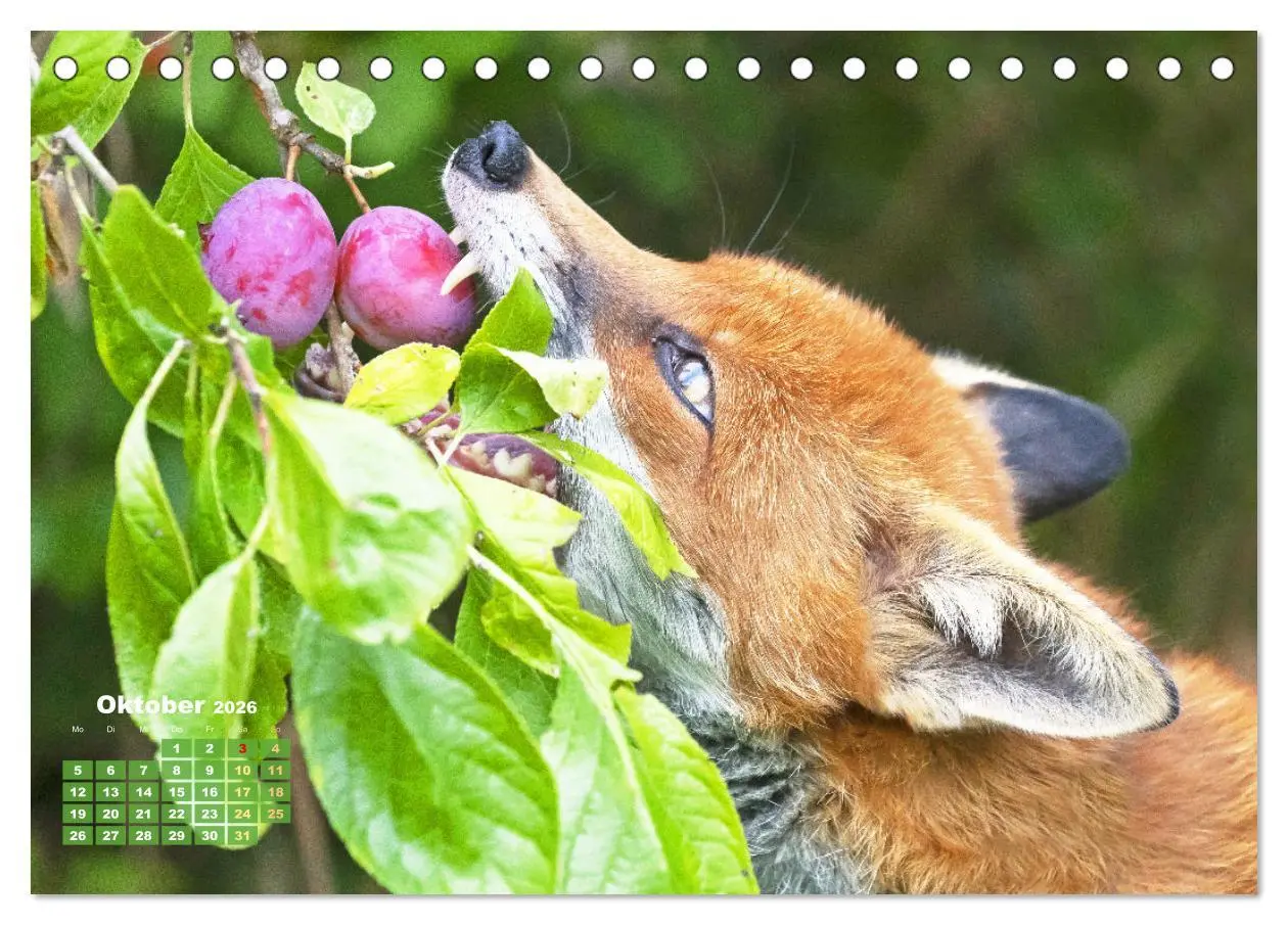 Bild: 9783516600896 | Der Fuchs: Kluger Jäger (Tischkalender 2026 DIN A5 quer), CALVENDO...