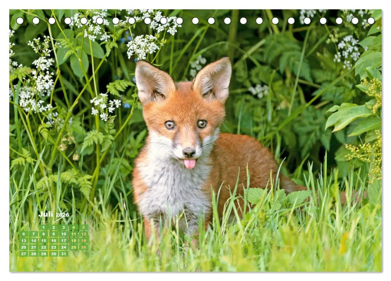 Bild: 9783516600896 | Der Fuchs: Kluger Jäger (Tischkalender 2026 DIN A5 quer), CALVENDO...
