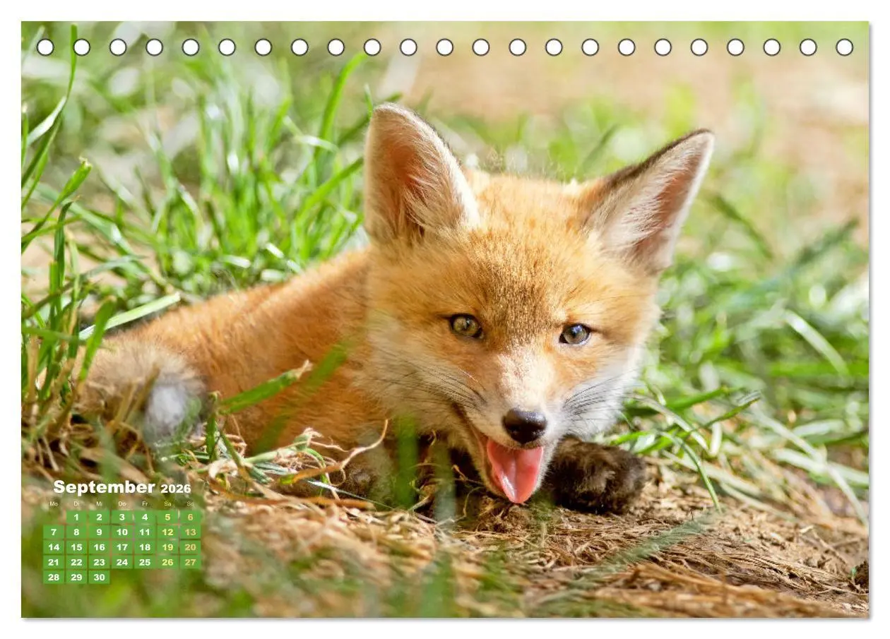 Bild: 9783516600896 | Der Fuchs: Kluger Jäger (Tischkalender 2026 DIN A5 quer), CALVENDO...