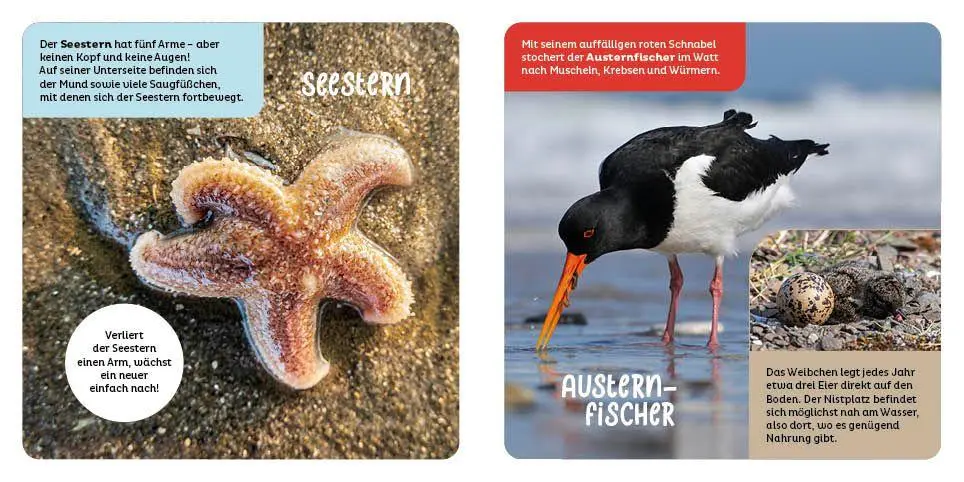 Bild: 9783946360896 | Tiere in der Nordsee | Hannah Kastenhuber | Buch | 14 S. | Deutsch