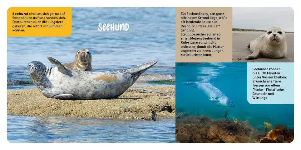 Bild: 9783946360896 | Tiere in der Nordsee | Hannah Kastenhuber | Buch | 14 S. | Deutsch