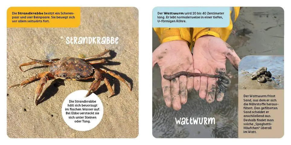 Bild: 9783946360896 | Tiere in der Nordsee | Hannah Kastenhuber | Buch | 14 S. | Deutsch