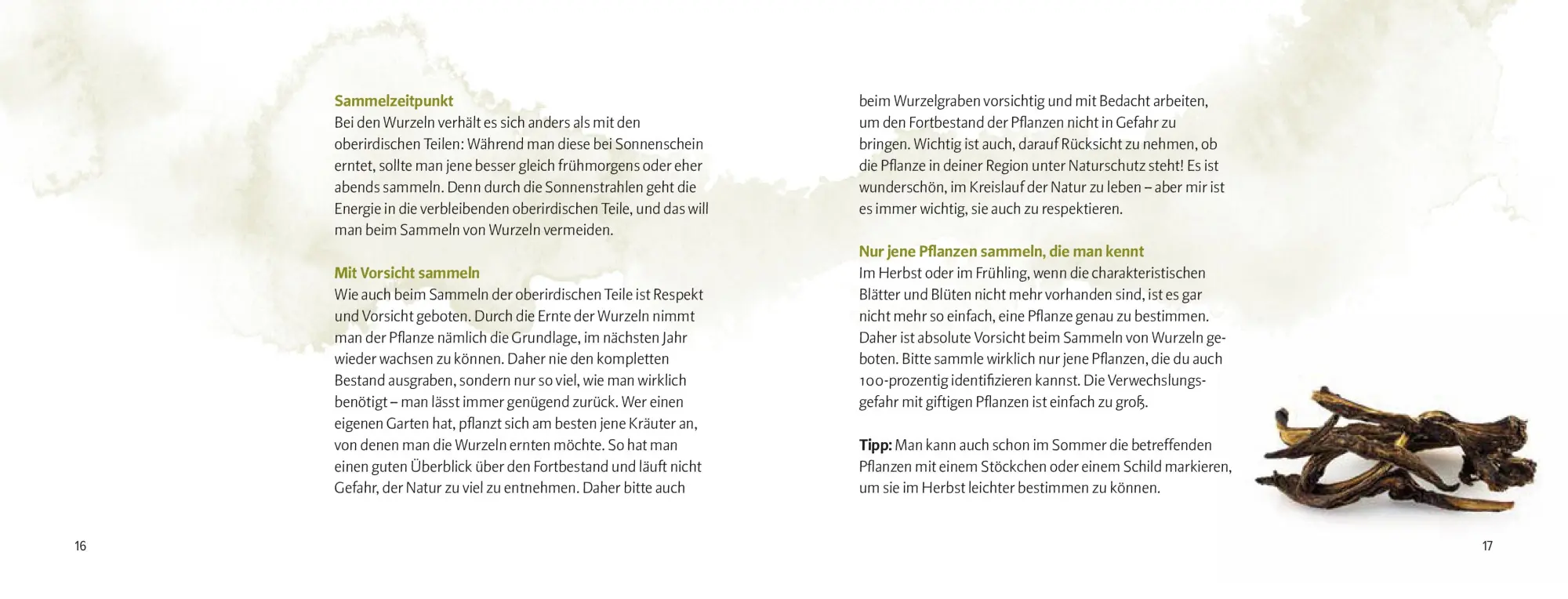 Bild: 9783702511296 | Wurzeln und Knollen | Doris Kern | Buch | 256 S. | Deutsch | 2024