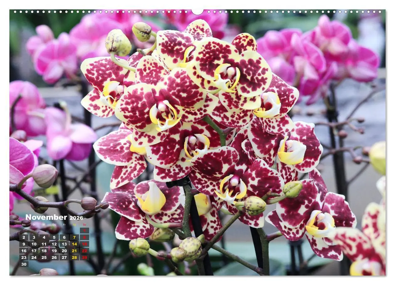 Bild: 9783457461396 | Prächtige Orchideen (Wandkalender 2026 DIN A2 quer), CALVENDO...