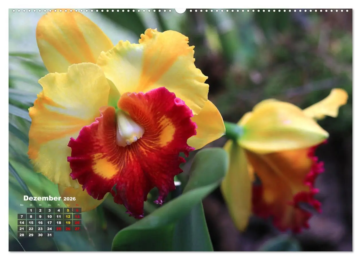 Bild: 9783457461396 | Prächtige Orchideen (Wandkalender 2026 DIN A2 quer), CALVENDO...