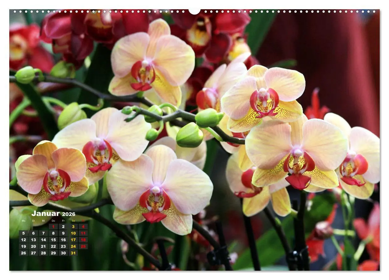 Bild: 9783457461396 | Prächtige Orchideen (Wandkalender 2026 DIN A2 quer), CALVENDO...