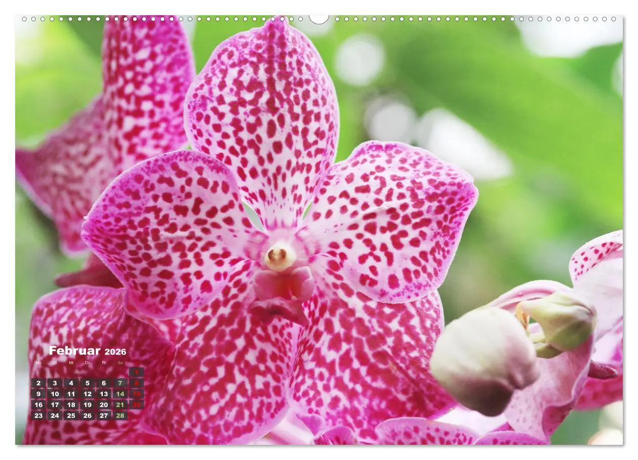 Bild: 9783457461396 | Prächtige Orchideen (Wandkalender 2026 DIN A2 quer), CALVENDO...