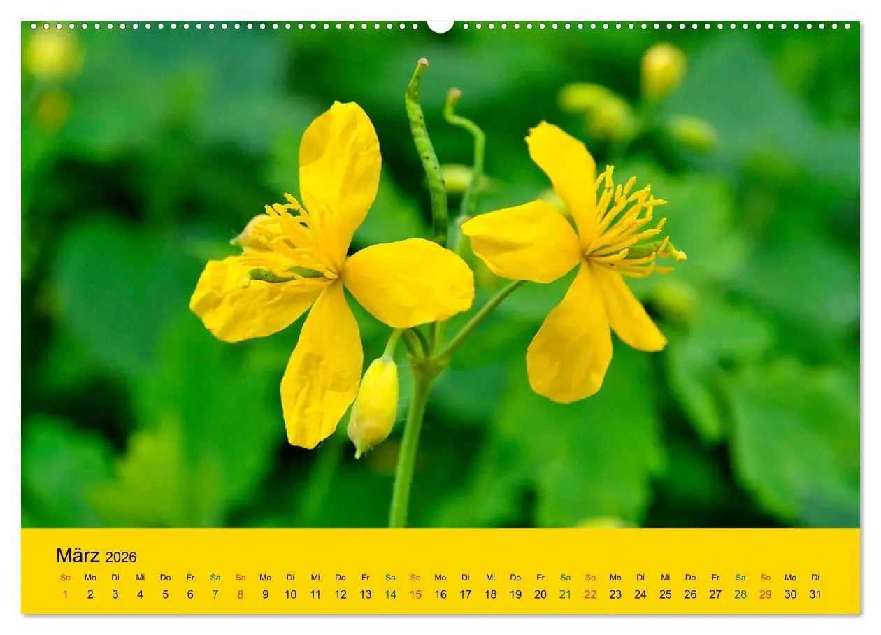 Bild: 9783516171396 | Heil- und Küchenkräuter (Wandkalender 2026 DIN A2 quer), CALVENDO...