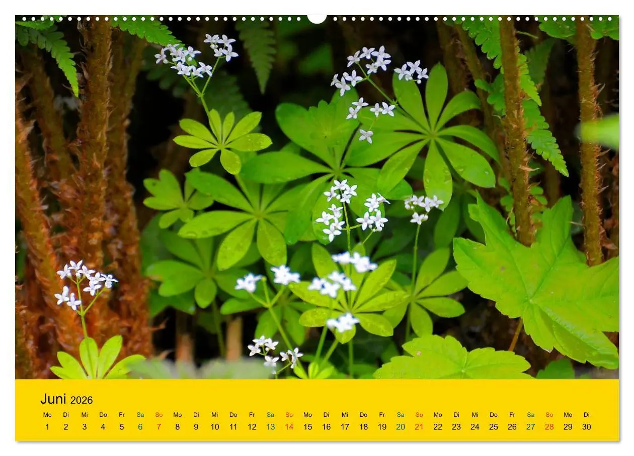 Bild: 9783516171396 | Heil- und Küchenkräuter (Wandkalender 2026 DIN A2 quer), CALVENDO...