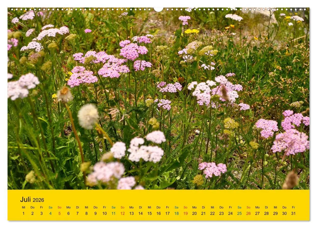Bild: 9783516171396 | Heil- und Küchenkräuter (Wandkalender 2026 DIN A2 quer), CALVENDO...