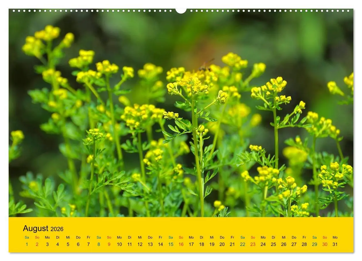 Bild: 9783516171396 | Heil- und Küchenkräuter (Wandkalender 2026 DIN A2 quer), CALVENDO...
