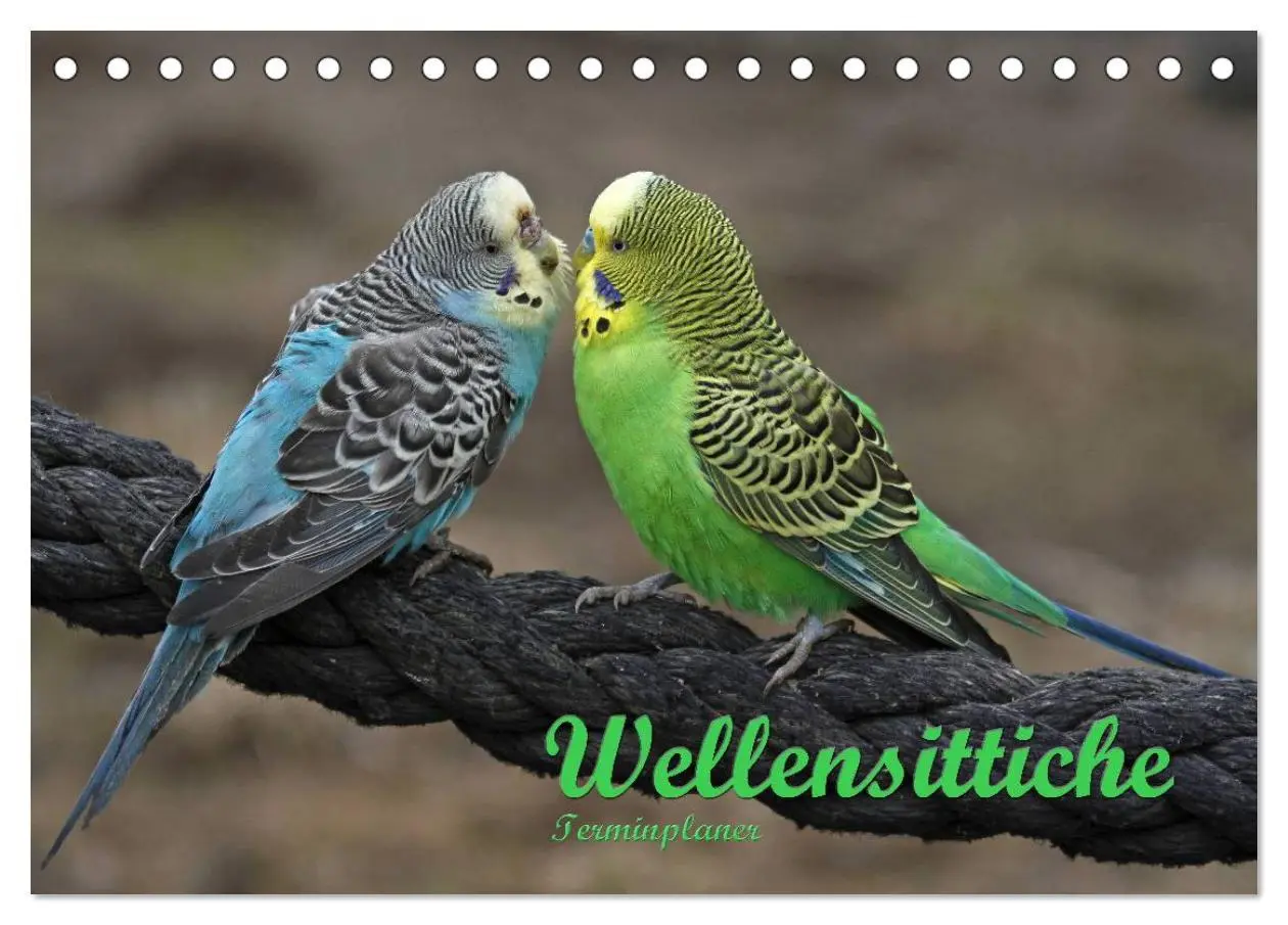 Cover: 9783516151596 | Terminplaner Wellensittiche (Tischkalender 2026 DIN A5 quer),...