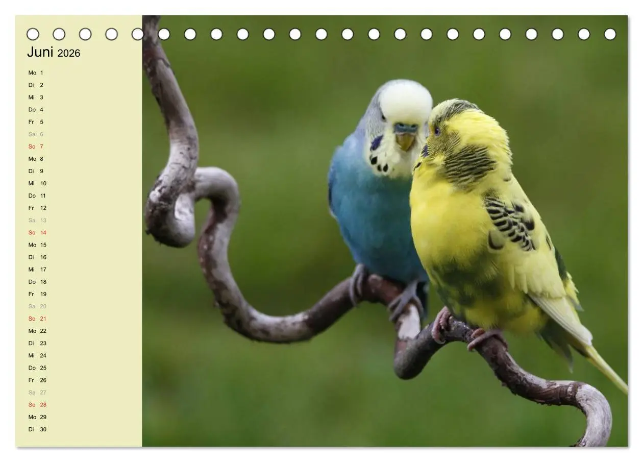 Bild: 9783516151596 | Terminplaner Wellensittiche (Tischkalender 2026 DIN A5 quer),...