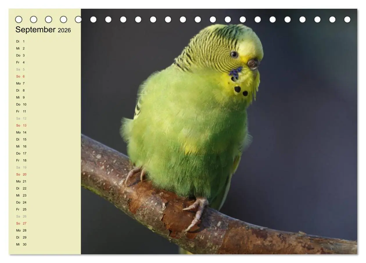 Bild: 9783516151596 | Terminplaner Wellensittiche (Tischkalender 2026 DIN A5 quer),...