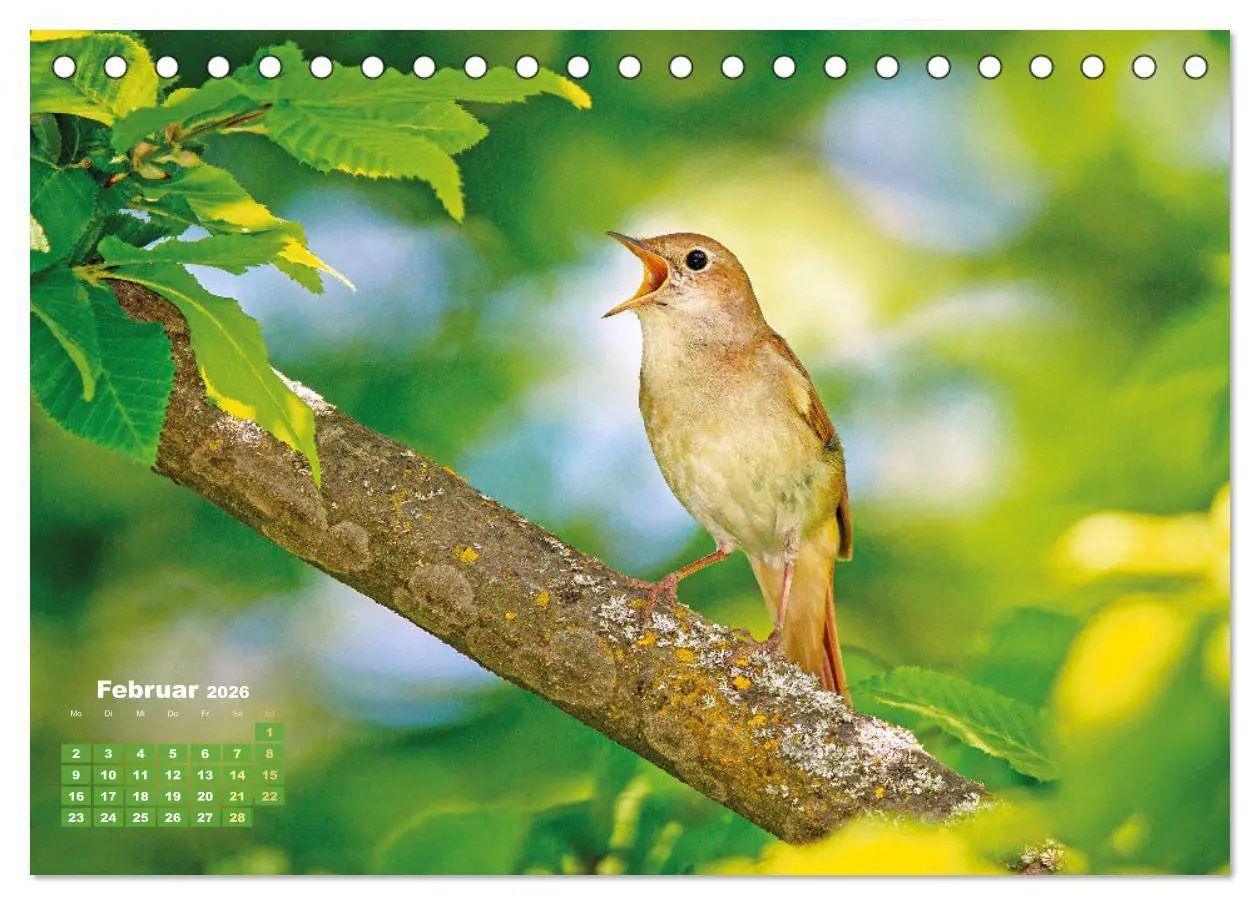 Bild: 9783457501696 | Amsel, Fink und Star: Heimische Vögel (Tischkalender 2026 DIN A5...