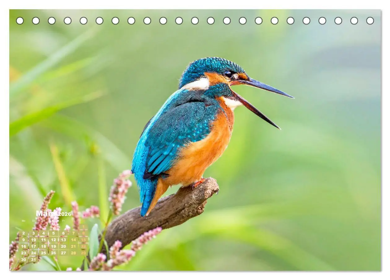 Bild: 9783457501696 | Amsel, Fink und Star: Heimische Vögel (Tischkalender 2026 DIN A5...