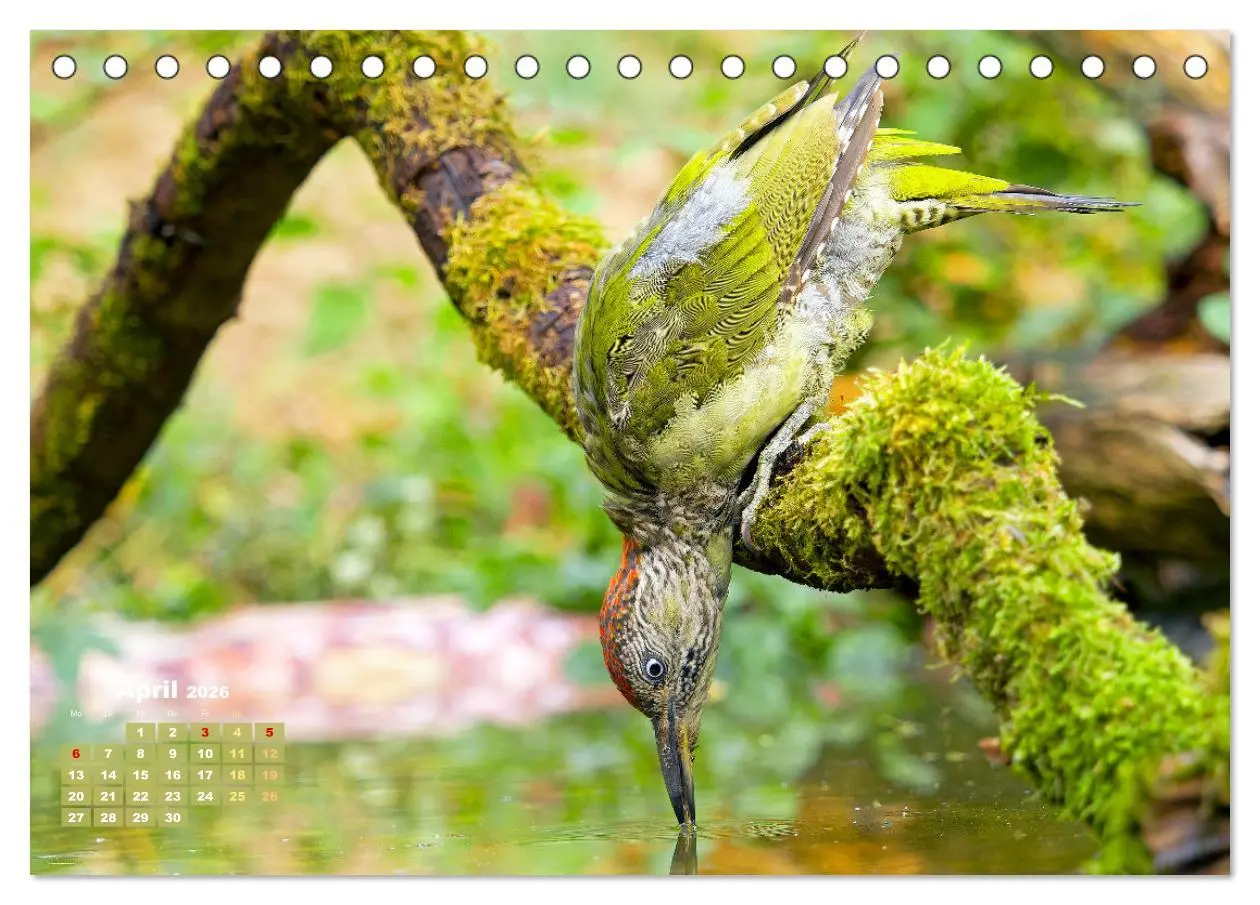 Bild: 9783457501696 | Amsel, Fink und Star: Heimische Vögel (Tischkalender 2026 DIN A5...