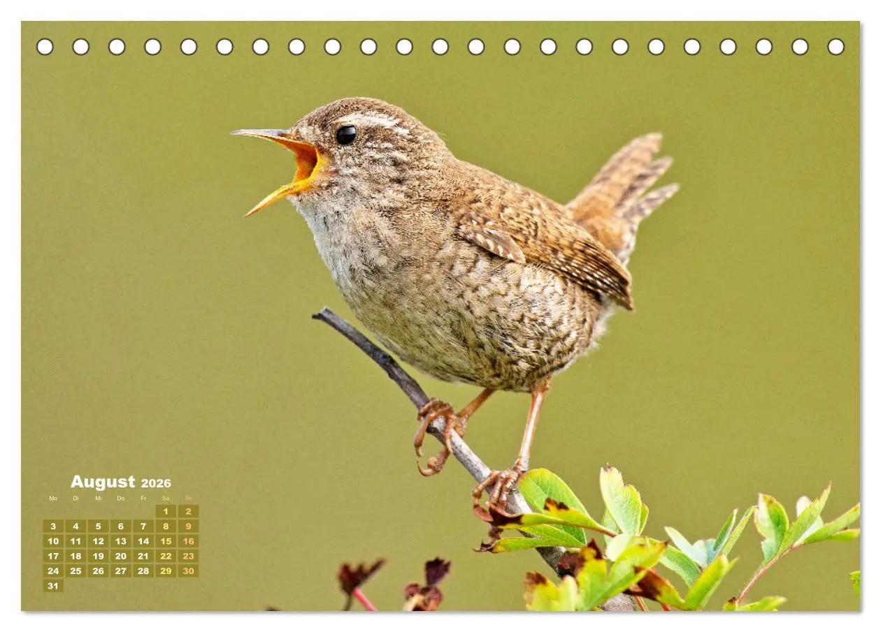 Bild: 9783457501696 | Amsel, Fink und Star: Heimische Vögel (Tischkalender 2026 DIN A5...