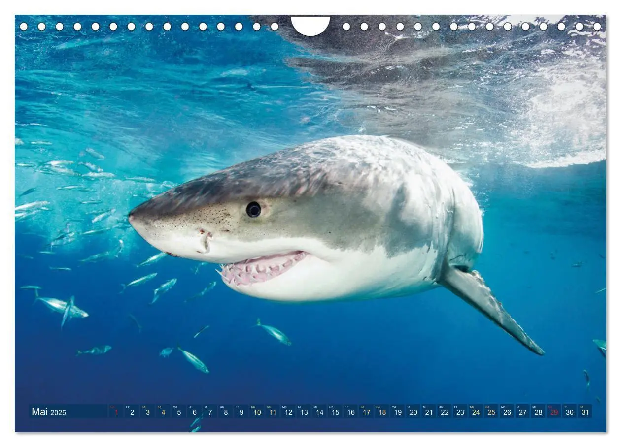 Bild: 9783383791796 | Hai: Raubtier der Meere (Wandkalender 2025 DIN A4 quer), CALVENDO...