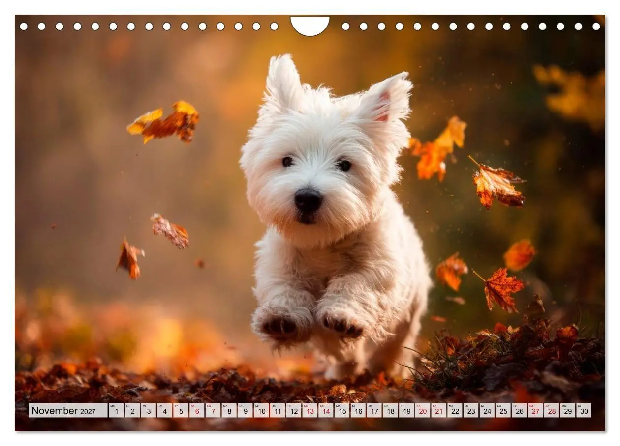 Bild: 9783594392096 | Westies zum Verlieben (Wandkalender 2027 DIN A4 quer), CALVENDO...