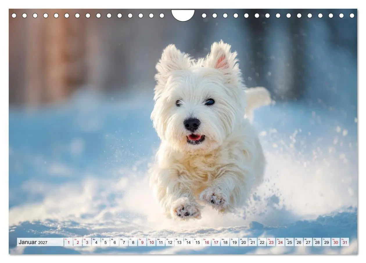 Bild: 9783594392096 | Westies zum Verlieben (Wandkalender 2027 DIN A4 quer), CALVENDO...