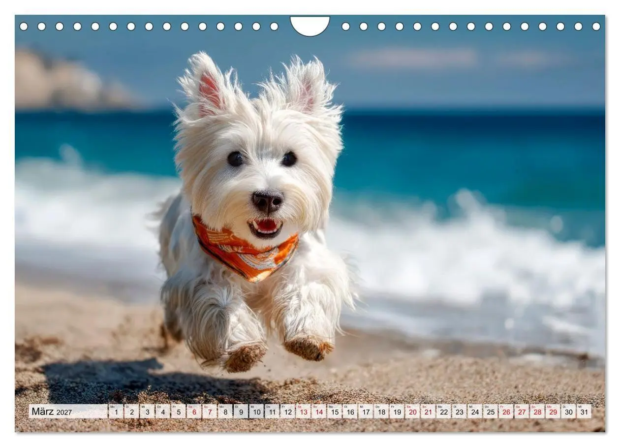 Bild: 9783594392096 | Westies zum Verlieben (Wandkalender 2027 DIN A4 quer), CALVENDO...