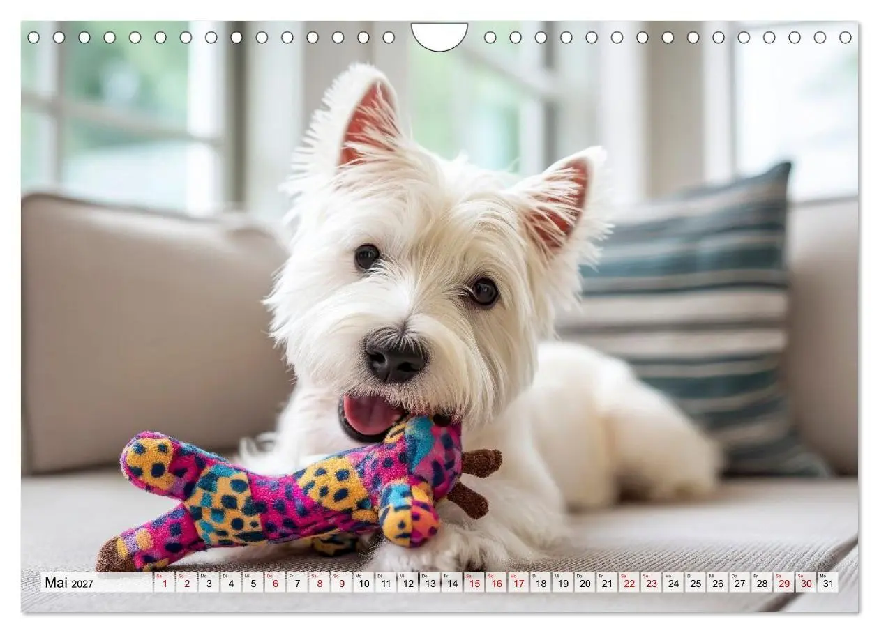 Bild: 9783594392096 | Westies zum Verlieben (Wandkalender 2027 DIN A4 quer), CALVENDO...