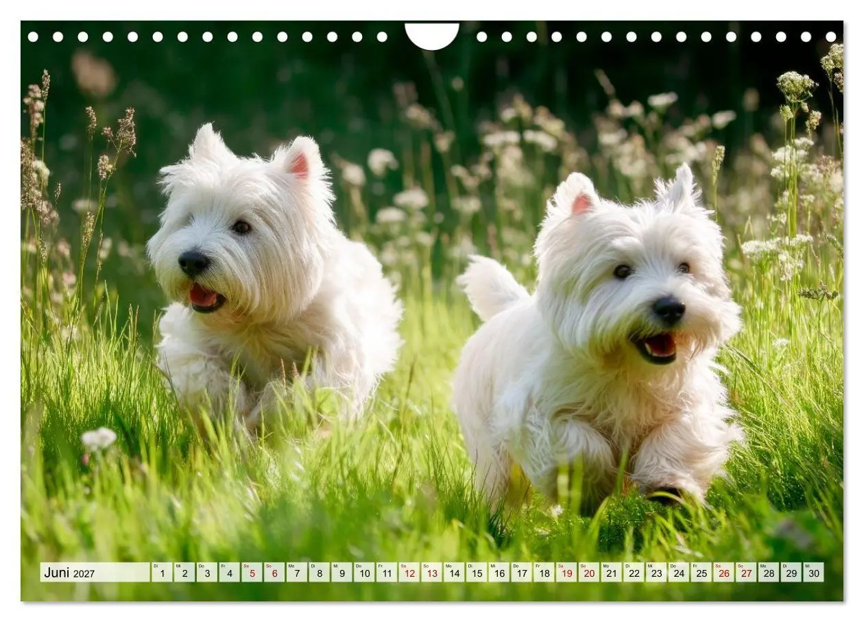 Bild: 9783594392096 | Westies zum Verlieben (Wandkalender 2027 DIN A4 quer), CALVENDO...