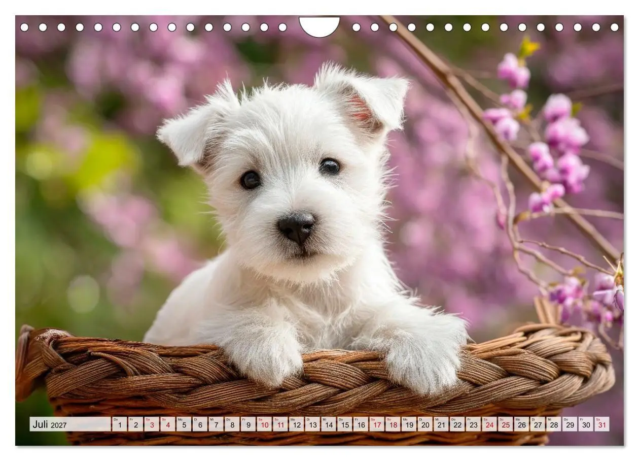 Bild: 9783594392096 | Westies zum Verlieben (Wandkalender 2027 DIN A4 quer), CALVENDO...