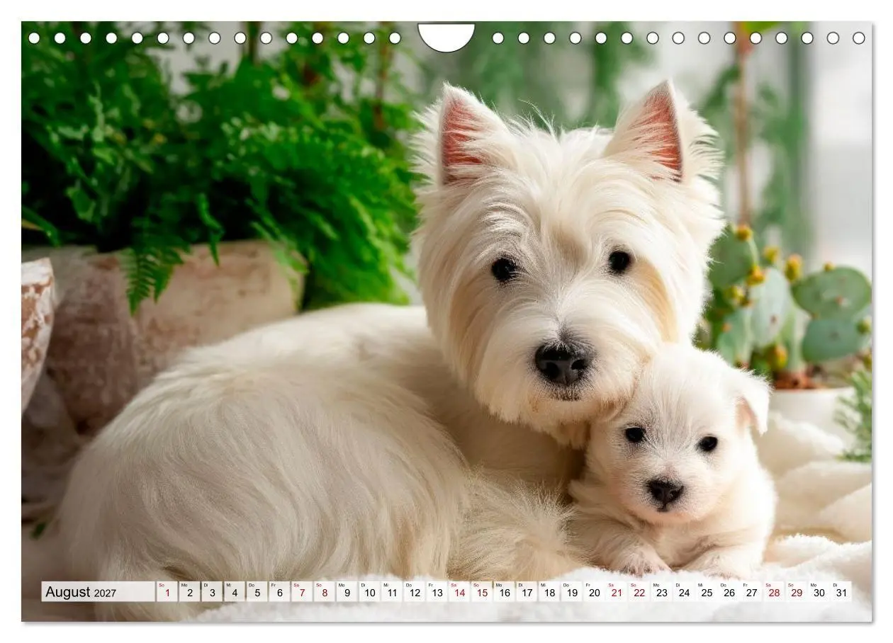 Bild: 9783594392096 | Westies zum Verlieben (Wandkalender 2027 DIN A4 quer), CALVENDO...