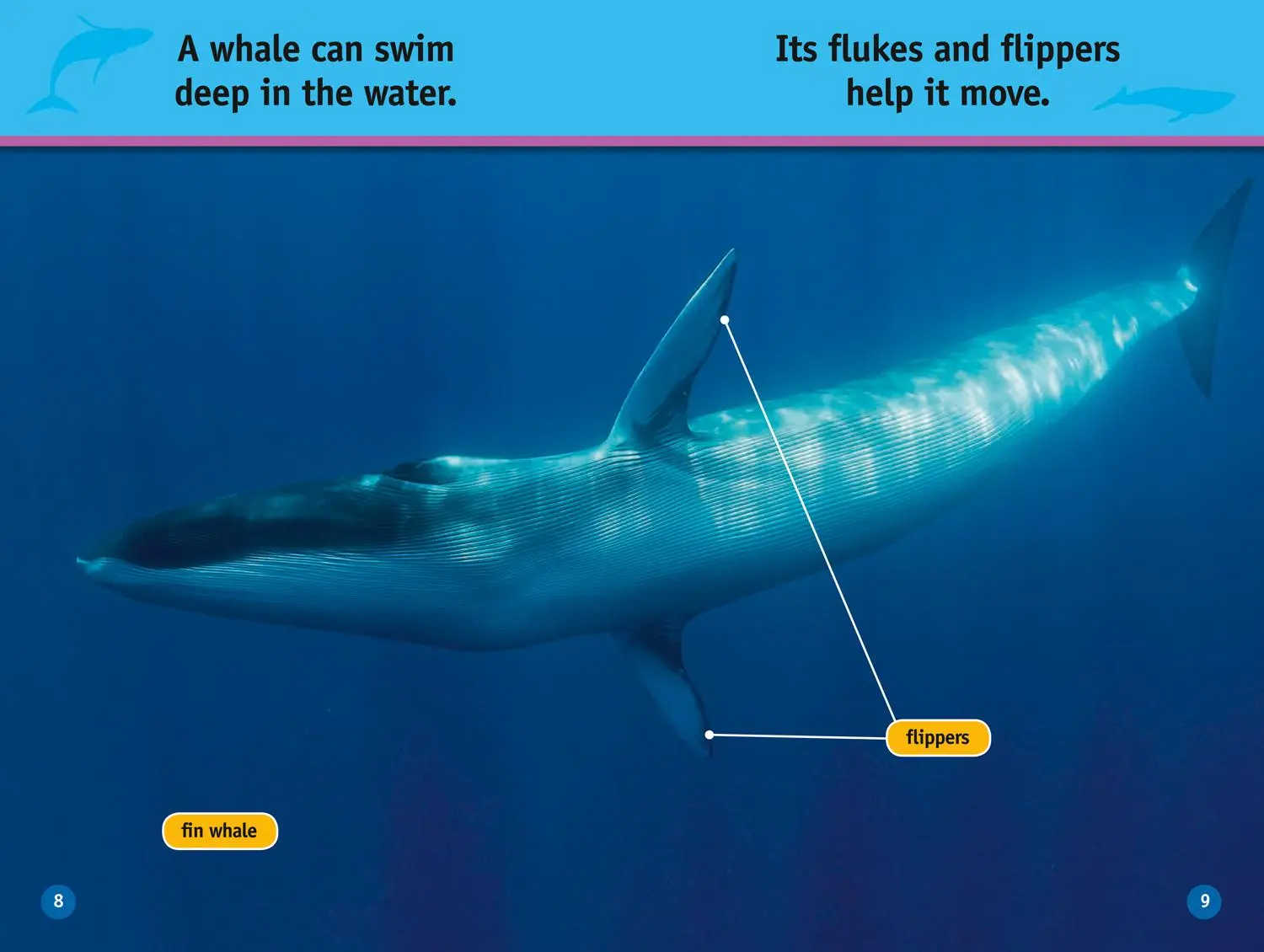 Bild: 9780008422196 | Whales | Level 1 | Jennifer Szymanski (u. a.) | Taschenbuch | Englisch