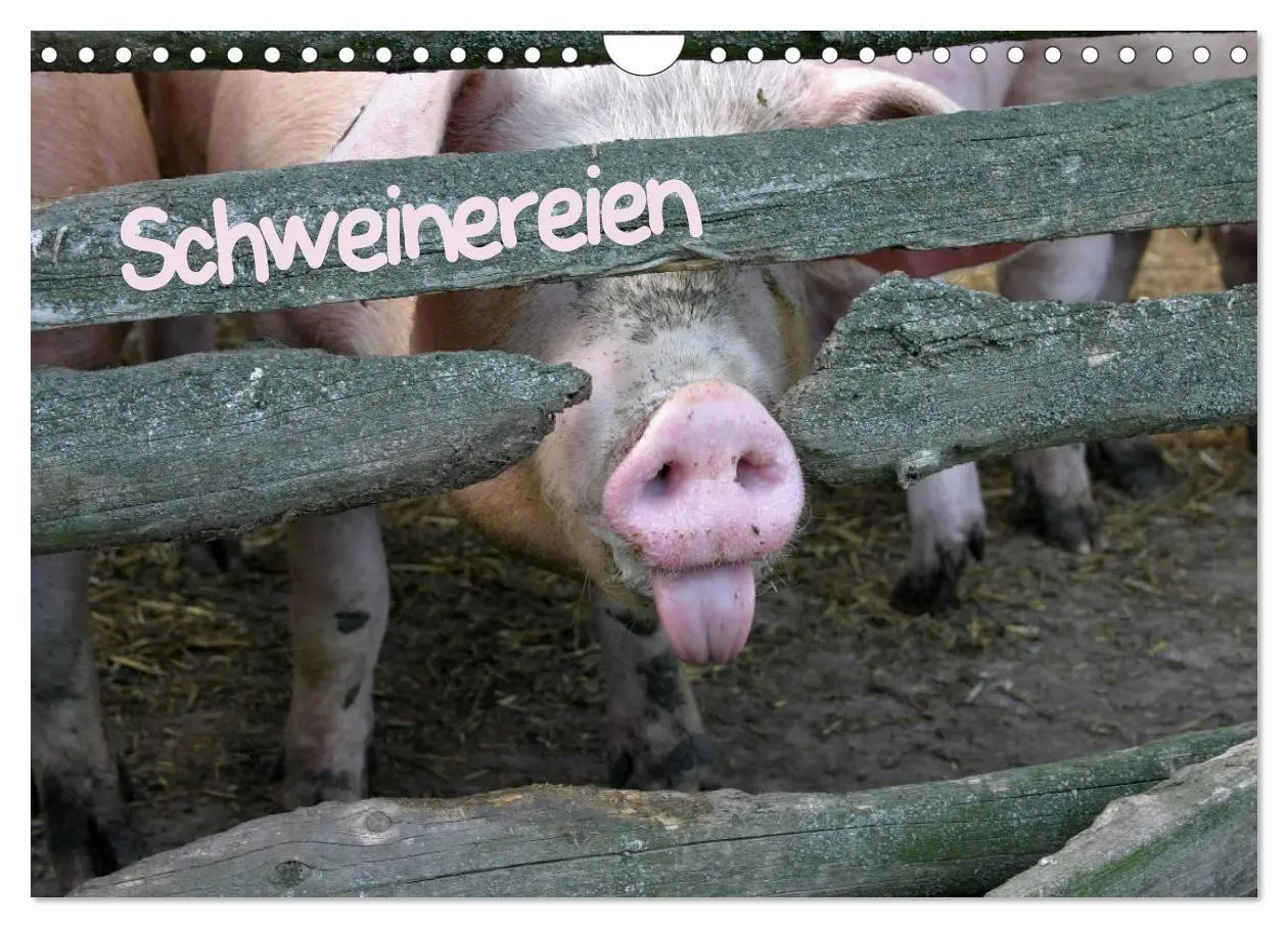 Cover: 9783516232196 | Schweinereien (Wandkalender 2026 DIN A4 quer), CALVENDO Monatskalender