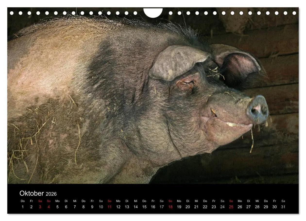 Bild: 9783516232196 | Schweinereien (Wandkalender 2026 DIN A4 quer), CALVENDO Monatskalender