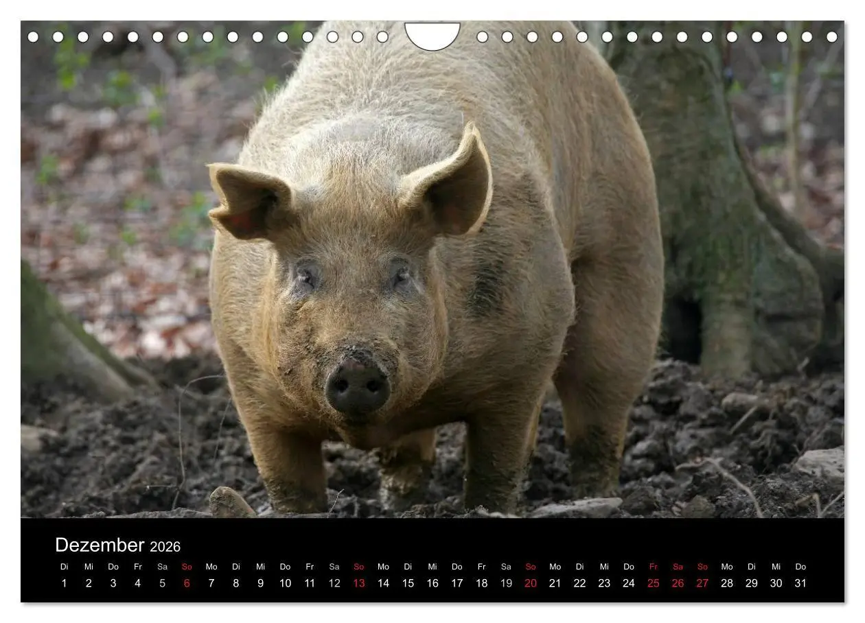 Bild: 9783516232196 | Schweinereien (Wandkalender 2026 DIN A4 quer), CALVENDO Monatskalender