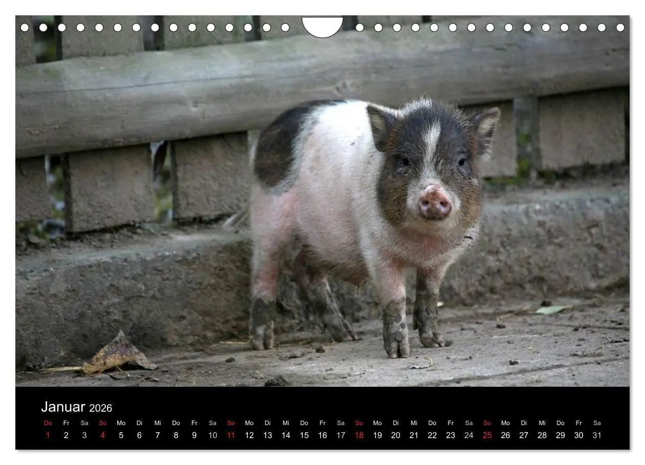 Bild: 9783516232196 | Schweinereien (Wandkalender 2026 DIN A4 quer), CALVENDO Monatskalender