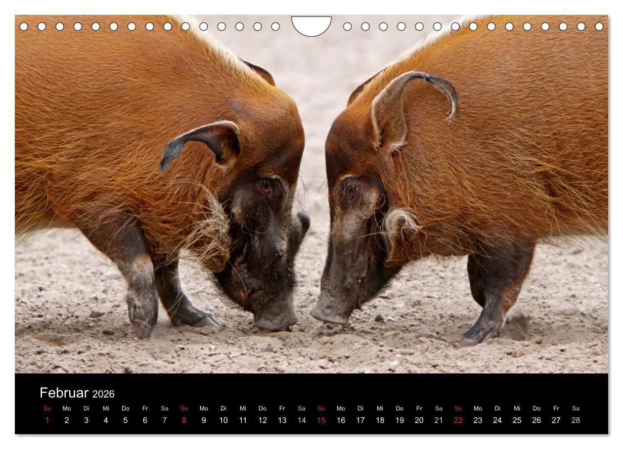 Bild: 9783516232196 | Schweinereien (Wandkalender 2026 DIN A4 quer), CALVENDO Monatskalender
