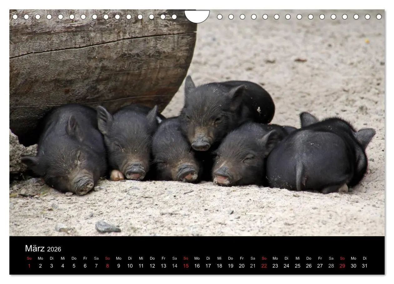 Bild: 9783516232196 | Schweinereien (Wandkalender 2026 DIN A4 quer), CALVENDO Monatskalender