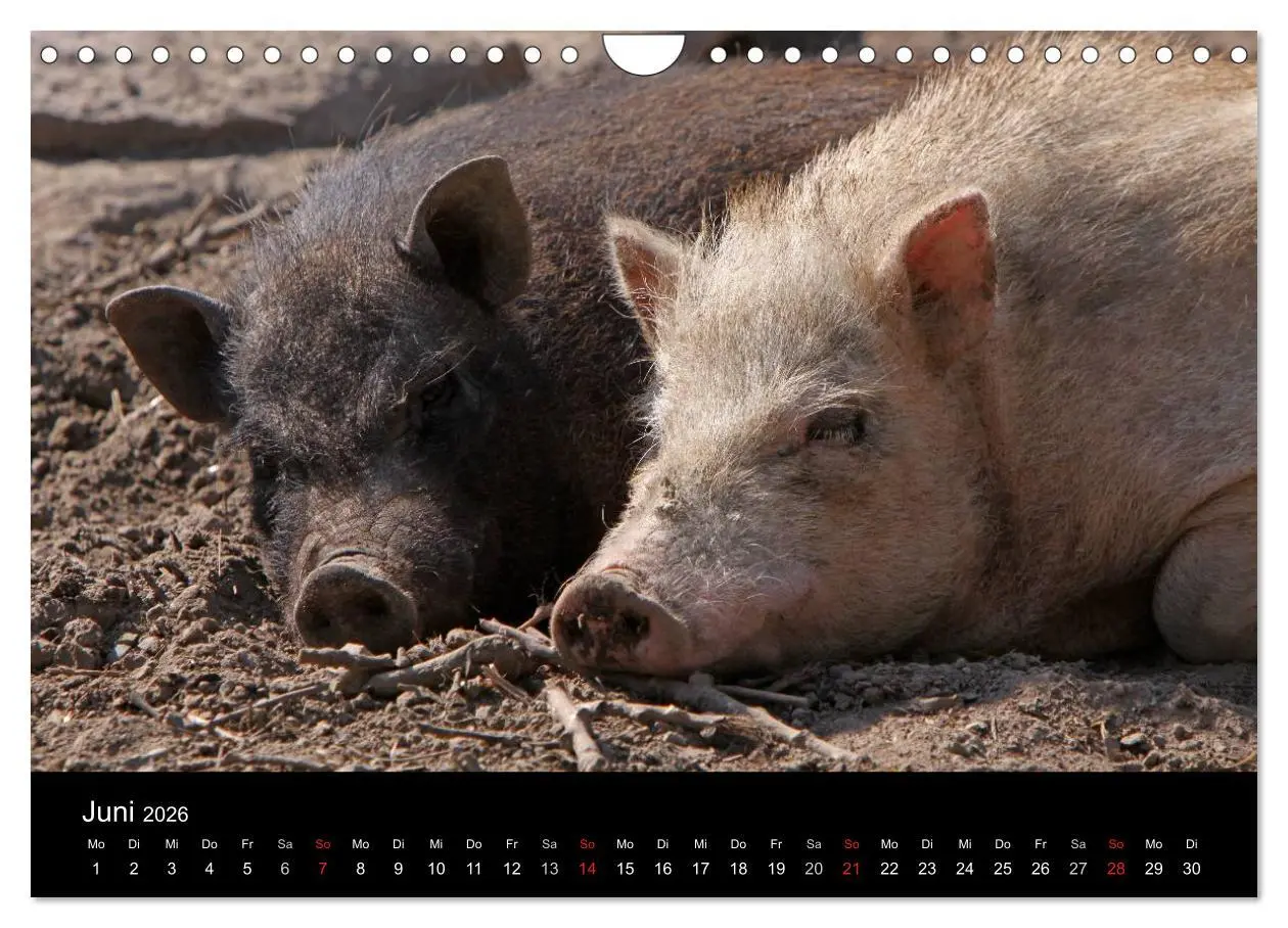 Bild: 9783516232196 | Schweinereien (Wandkalender 2026 DIN A4 quer), CALVENDO Monatskalender