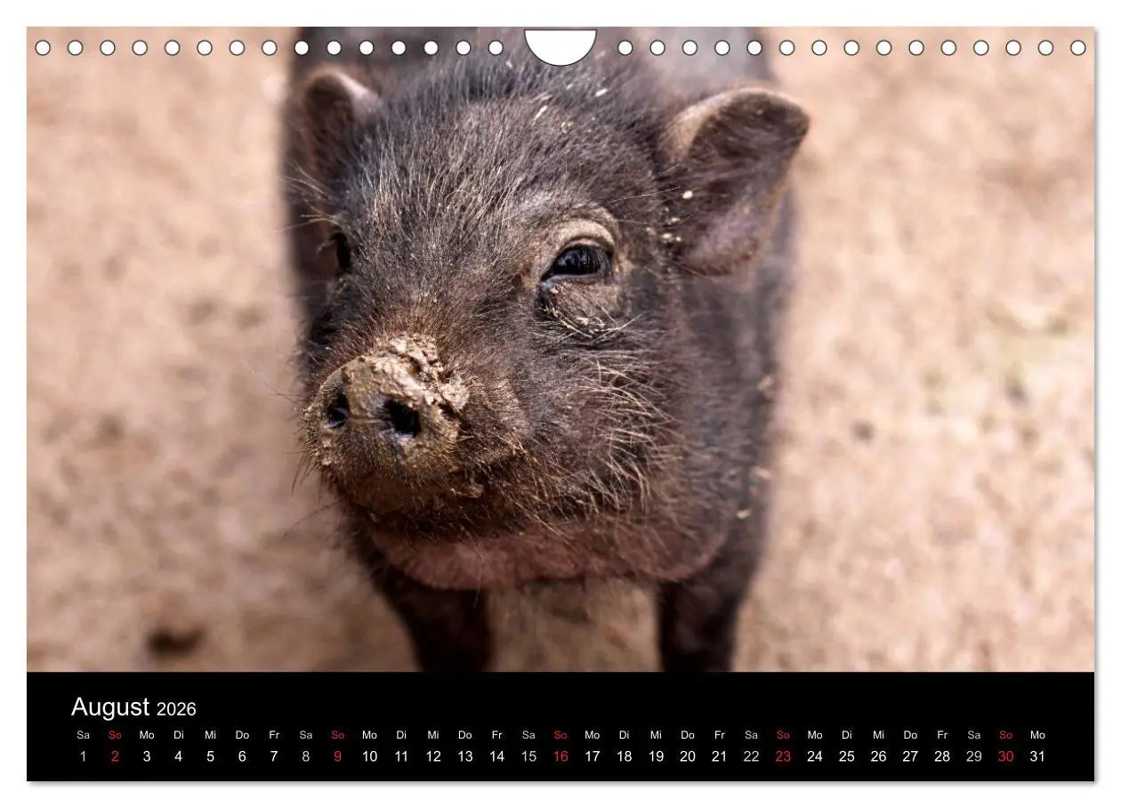 Bild: 9783516232196 | Schweinereien (Wandkalender 2026 DIN A4 quer), CALVENDO Monatskalender