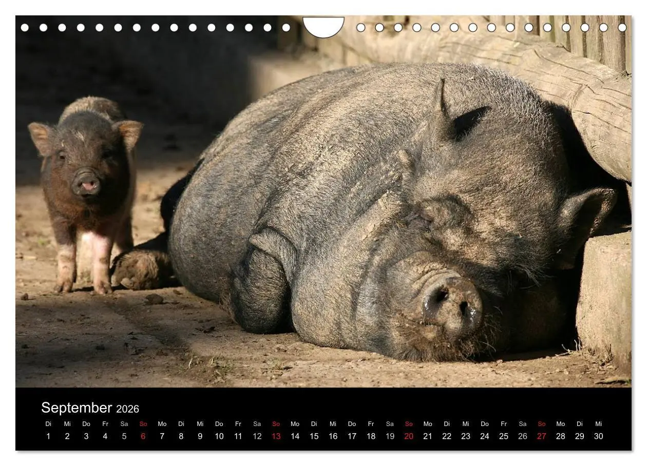 Bild: 9783516232196 | Schweinereien (Wandkalender 2026 DIN A4 quer), CALVENDO Monatskalender