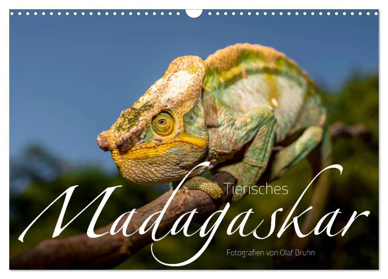 Cover: 9783435282296 | Tierisches Madagaskar (Wandkalender 2025 DIN A3 quer), CALVENDO...