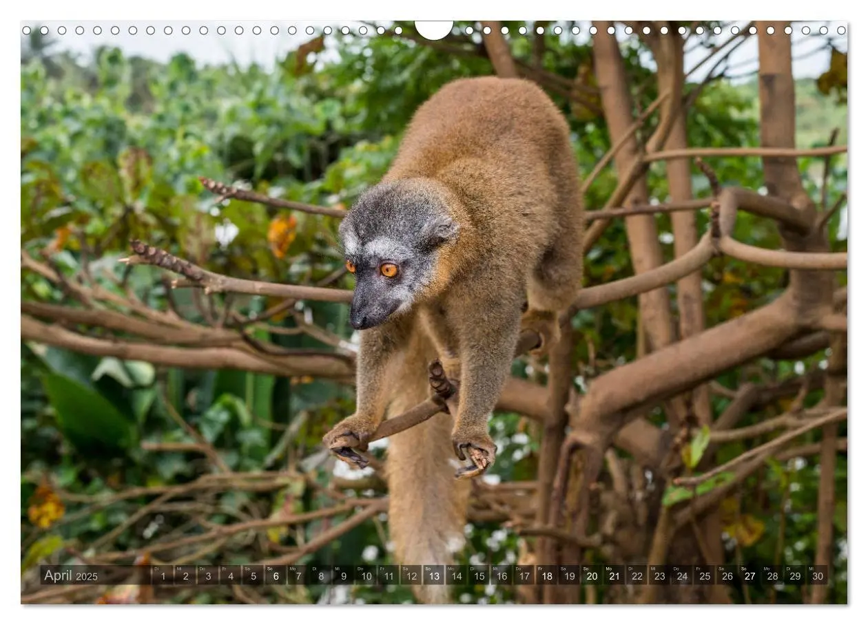 Bild: 9783435282296 | Tierisches Madagaskar (Wandkalender 2025 DIN A3 quer), CALVENDO...
